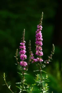 purple loosestrife flowers