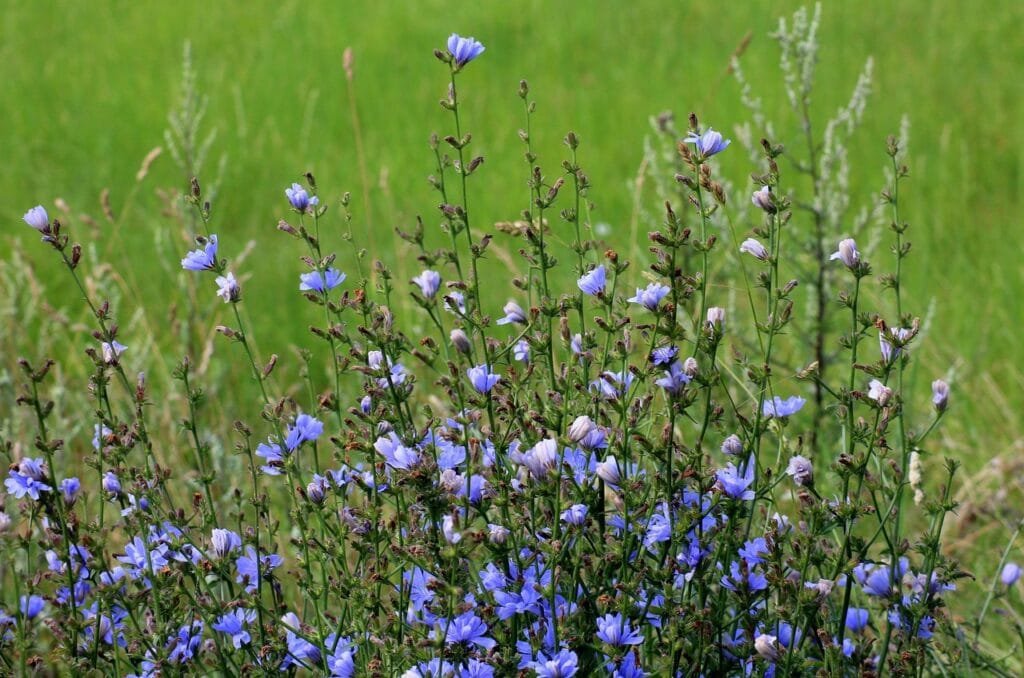 chicory flowers and plants
