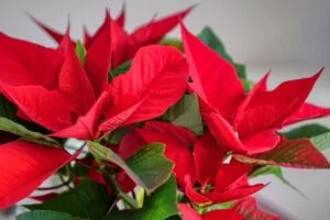poinsettia plant