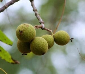 black walnuts