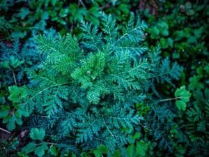 wormwood plant