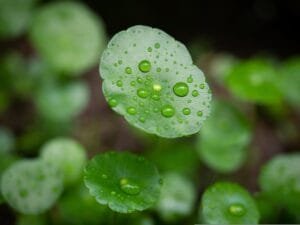 pennywort leaf