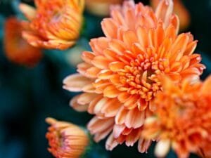 Orange Chrysanthemum flowers