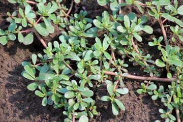 purslane plant