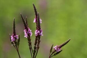 blue vervain