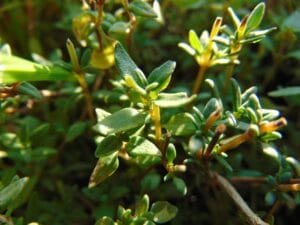 thyme plants
