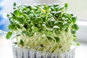 Microgreens in a plastic container