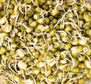 sprouts